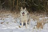 SIBERIAN HUSKY 750